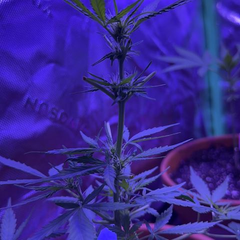 Milky Way growlog timeline photo