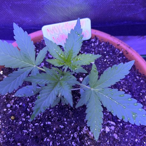 Milky Way growlog timeline photo
