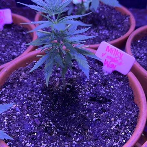 Milky Way growlog timeline photo