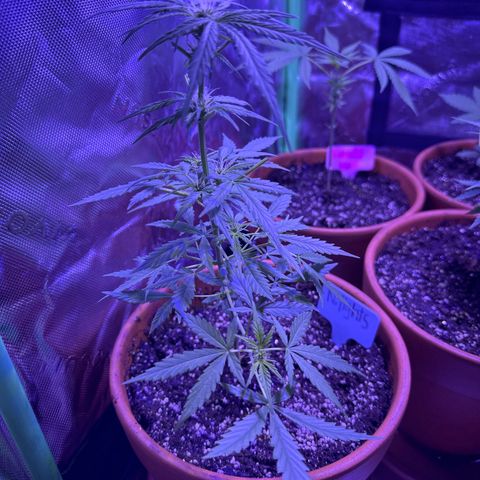 Northern Light Automatic growlog timeline photo