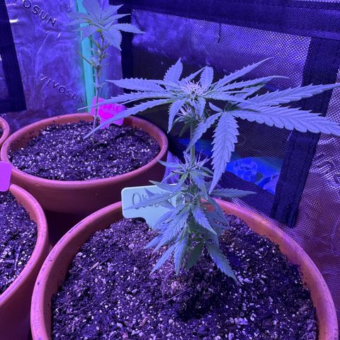 Orion growlog timeline photo
