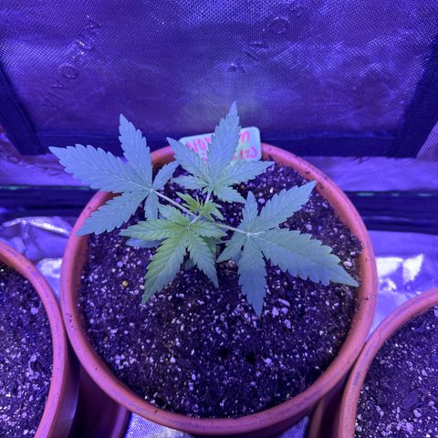 Northern Light Automatic growlog timeline photo