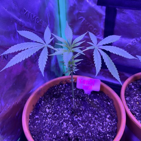 Candy Kush Express growlog timeline photo