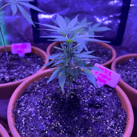 Milky Way growlog timeline photo