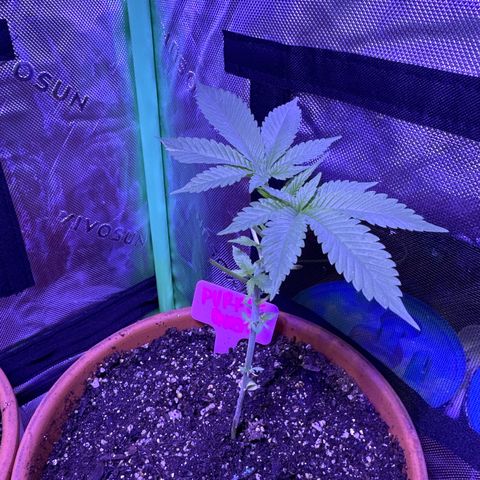 Purple Queen growlog timeline photo