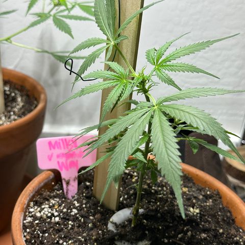 Milky Way growlog photo: Updates 