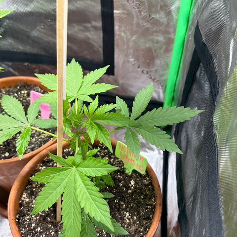 Milky Way growlog photo: Updates 