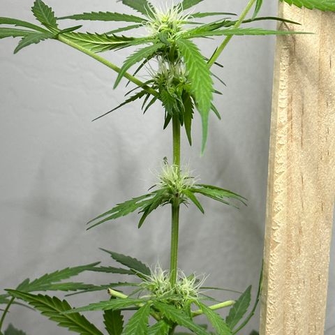 Milky Way growlog photo: Updates 