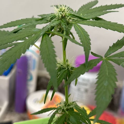 Milky Way growlog photo: Updates 
