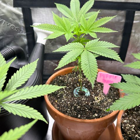 Milky Way growlog photo: Updates 