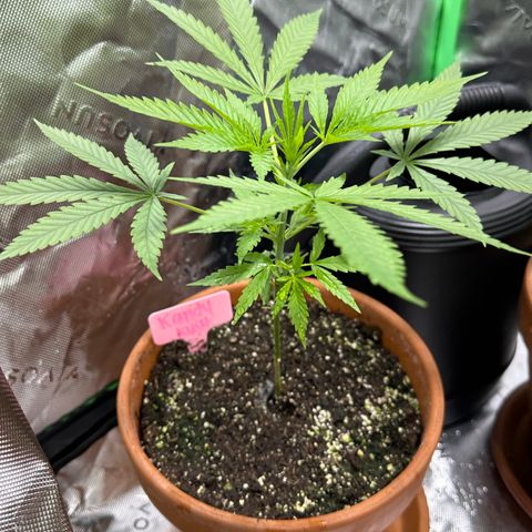 Milky Way growlog photo: Updates 