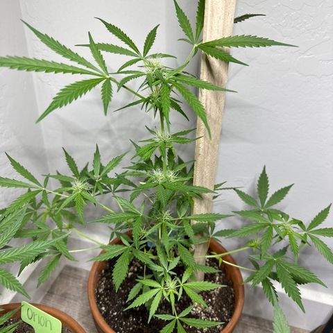 Northern Light Automatic growlog timeline photo