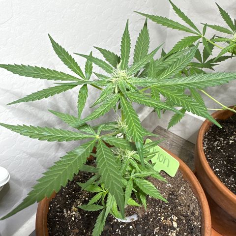 Orion growlog timeline photo