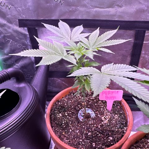 Purple Queen growlog timeline photo