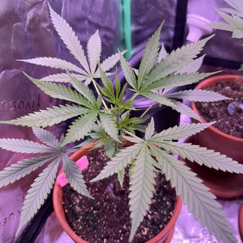 Candy Kush Express growlog timeline photo