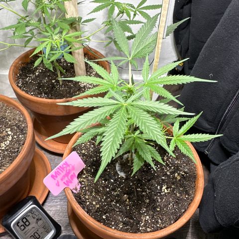 Milky Way growlog timeline photo