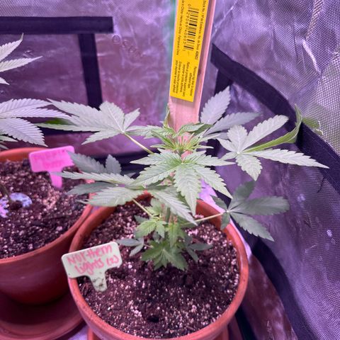 Northern Light Automatic growlog timeline photo