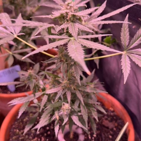 Orion growlog timeline photo