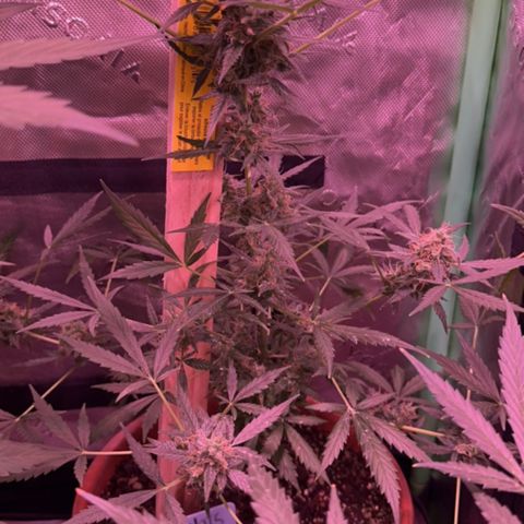 Northern Light Automatic growlog timeline photo