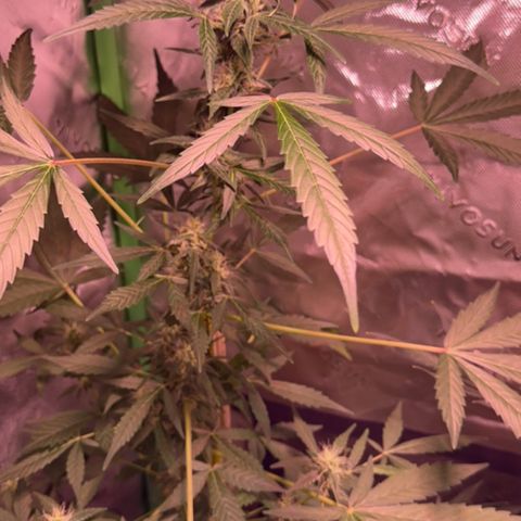 Northern Light Automatic growlog timeline photo