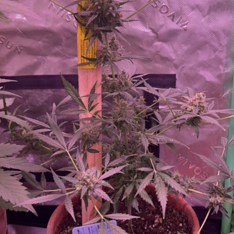 Northern Light Automatic growlog timeline photo