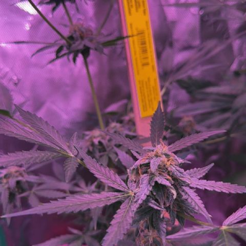 Milky Way growlog timeline photo