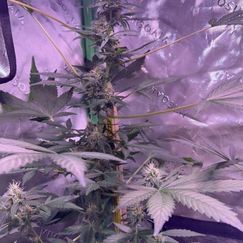 Northern Light Automatic growlog timeline photo