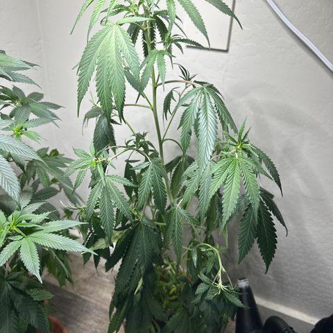 Candy Kush Express growlog photo: Needed h2o 