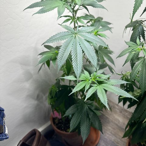 Purple Queen growlog photo: Needed h20