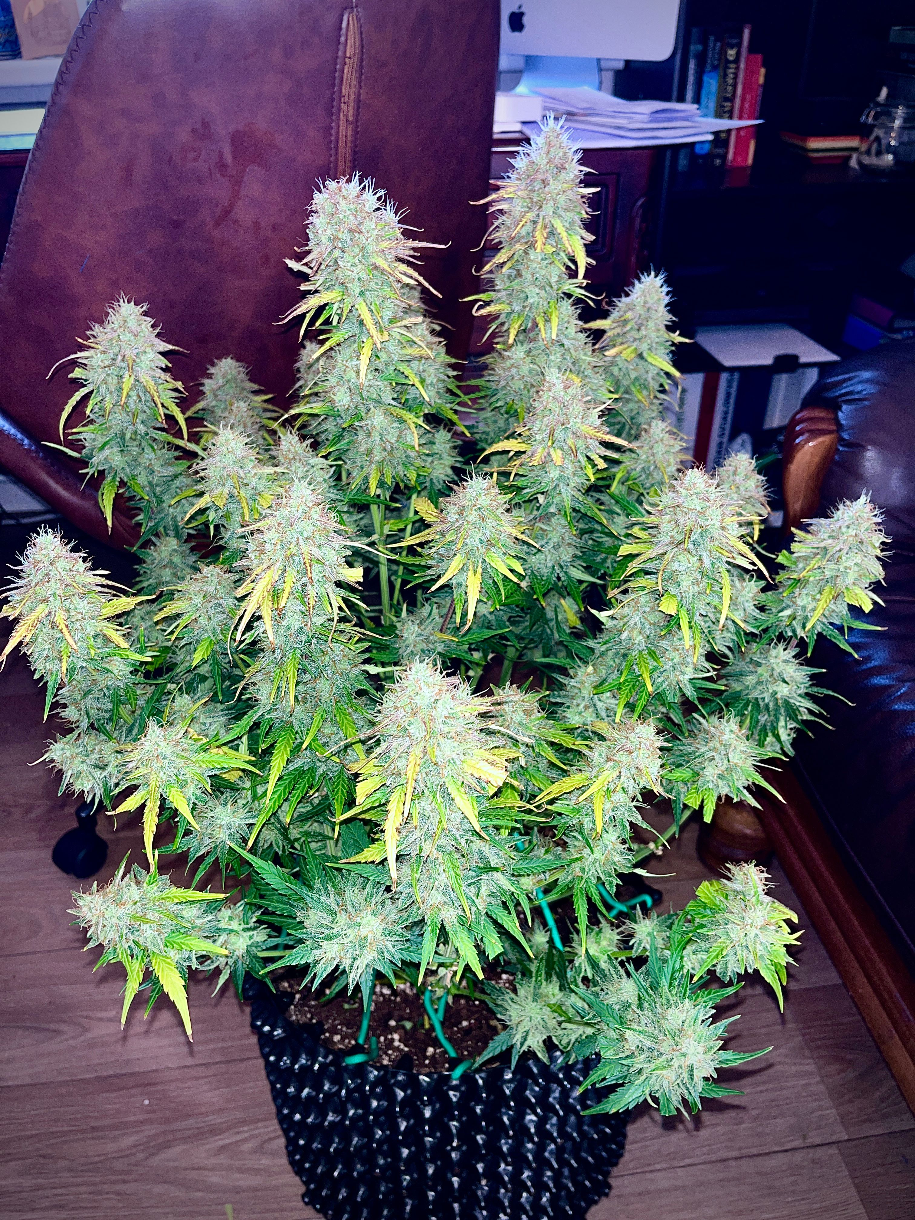Black Jack Auto growlog header