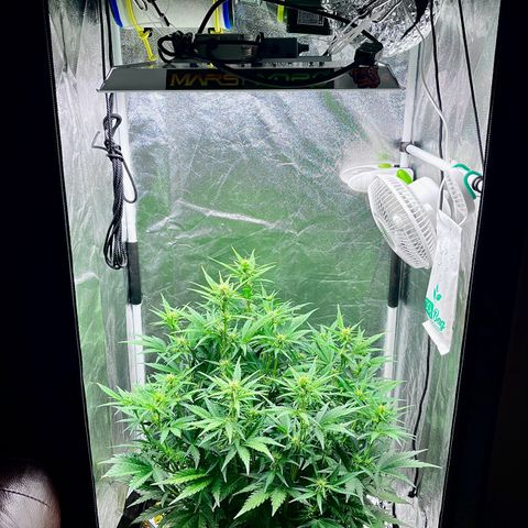 Black Jack Auto growlog photo