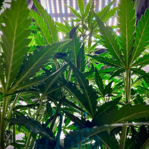 Black Jack Auto growlog photo