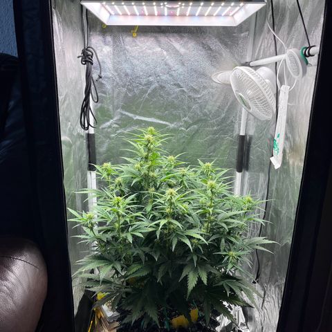 Black Jack Auto growlog photo