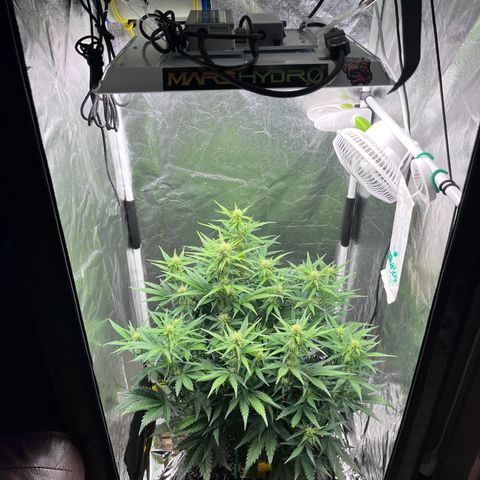 Black Jack Auto growlog photo