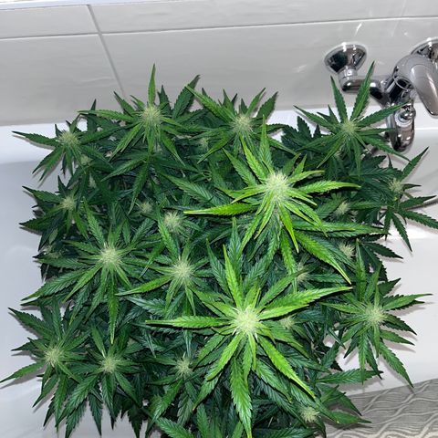 Black Jack Auto growlog photo: Eisenmangel / PH des Bodens 7,1 / durch „Spülen“ mit 3 L Wasser und Dünger mit PH 6,1 den Boden PH auf 6,8 korrigiert 
