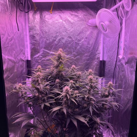 Black Jack Auto growlog timeline photo