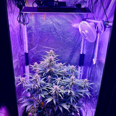 Black Jack Auto growlog timeline photo