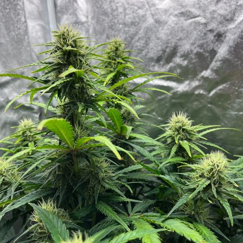 Black Jack Auto growlog timeline photo
