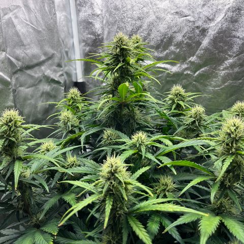 Black Jack Auto growlog timeline photo