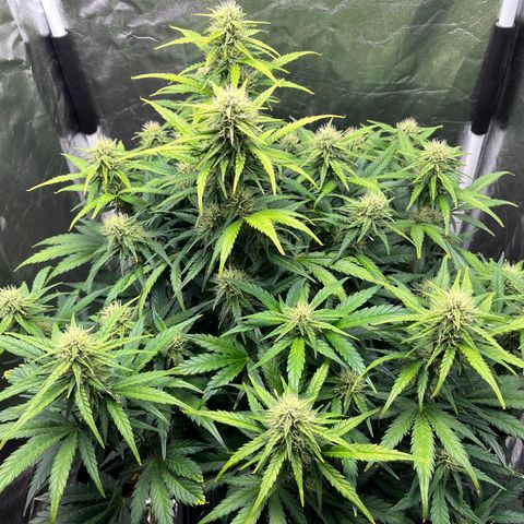 Black Jack Auto growlog timeline photo