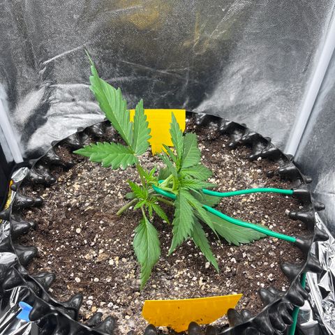 Black Jack Auto growlog photo