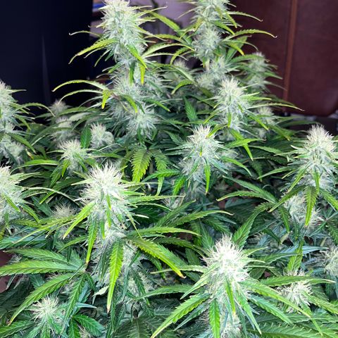 Black Jack Auto growlog timeline photo