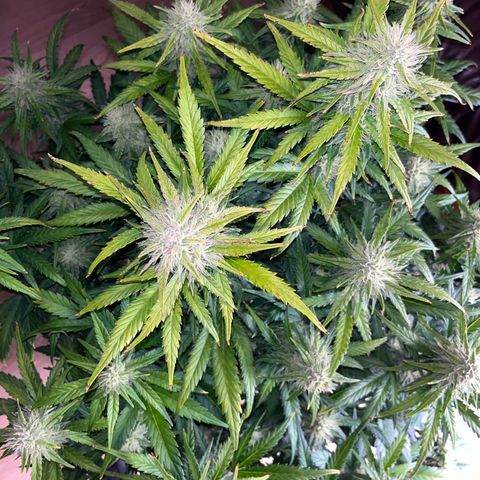 Black Jack Auto growlog timeline photo