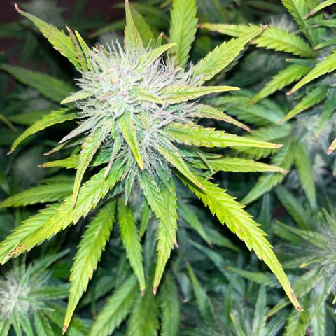 Black Jack Auto growlog timeline photo