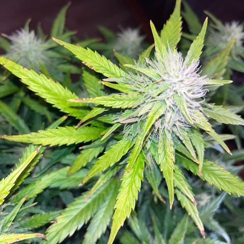 Black Jack Auto growlog timeline photo
