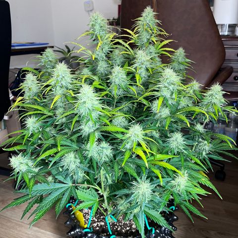 Black Jack Auto growlog timeline photo
