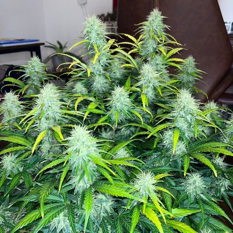 Black Jack Auto growlog timeline photo
