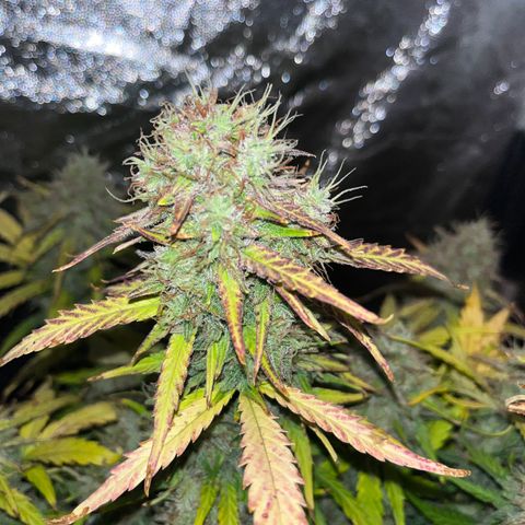 Black Jack Auto growlog photo: Ernte Tag, vielleicht zu früh?!