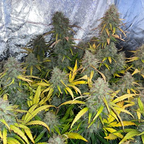 Black Jack Auto growlog photo: Ernte Tag, vielleicht zu früh?!