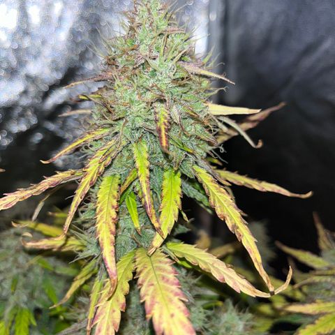 Black Jack Auto growlog photo: Ernte Tag, vielleicht zu früh?!
